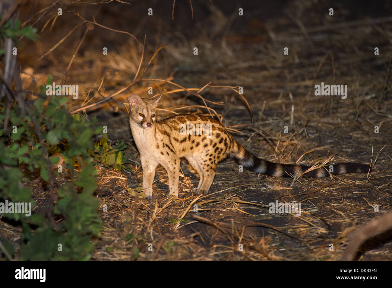 Large-spotted genet (Genetta tigrina), Katavi National Park, Tanzania Stock Photo