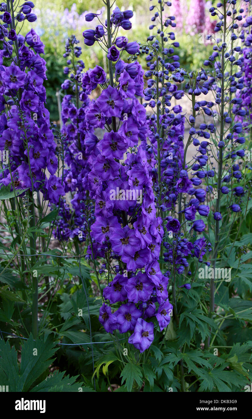 Delphinium 'Bruce', Ranunculaceae. Aka. Larkspur. All parts of these plants are considered toxic to humans. Stock Photo
