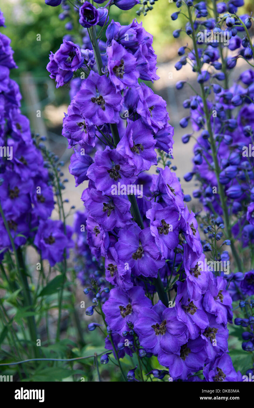 Delphinium 'Bruce', Ranunculaceae. Aka. Larkspur. All parts of these plants are considered toxic to humans. Stock Photo