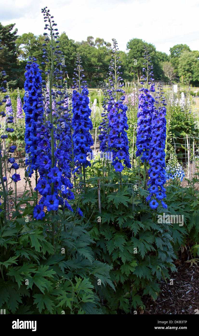 Delphinium 'Thamesmead', Ranunculaceae. Aka. Larkspur. Stock Photo