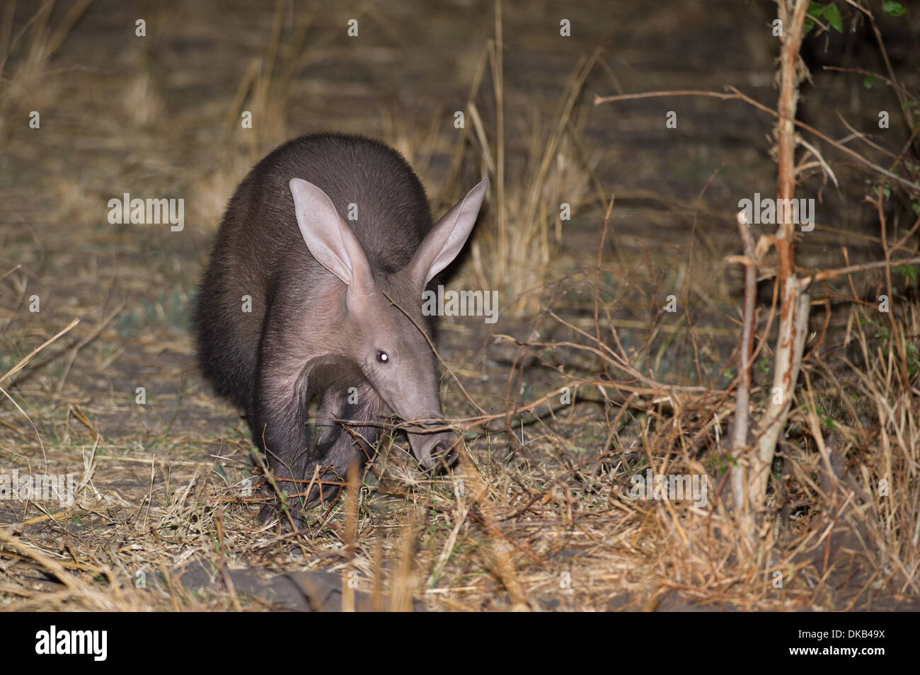 aardvark (Orycteropus afer) Katavi National Park, Tanzania Stock Photo