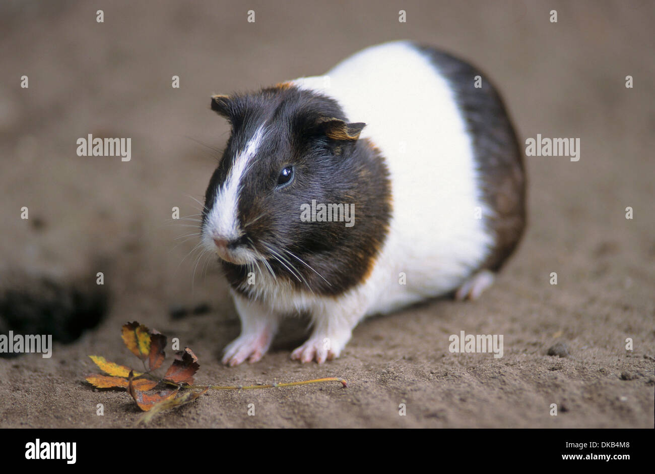 guinea pig (Cavia porcellus), Cavy, Hausmeerschweinchen (Cavia porcellus) Stock Photo
