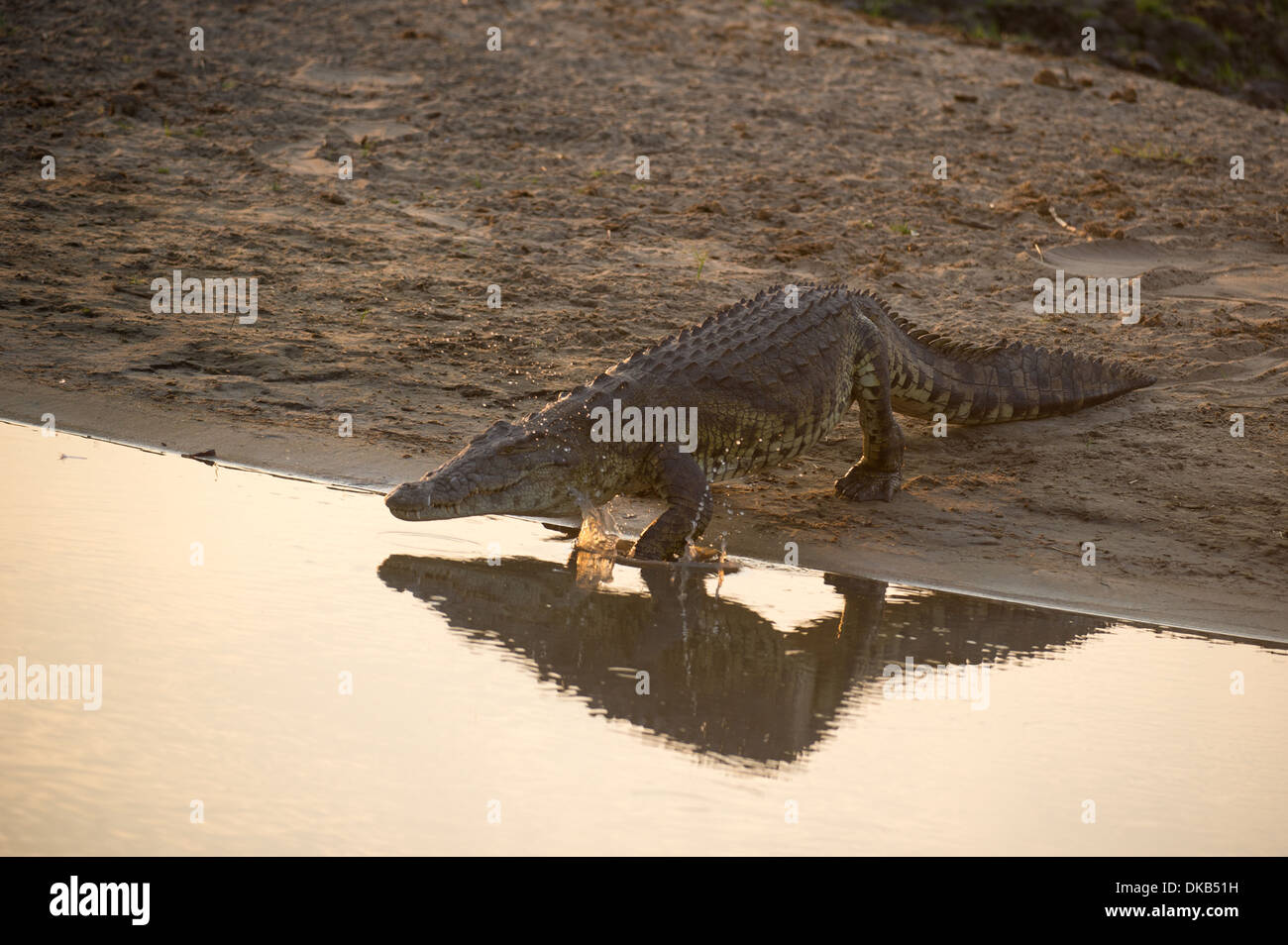 Nile crocodile walking hi-res stock photography and images - Alamy