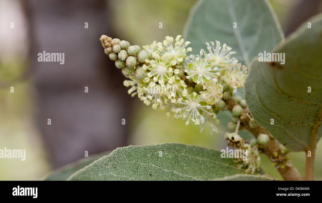 Galapagos islands flora hi-res stock photography and images - Alamy