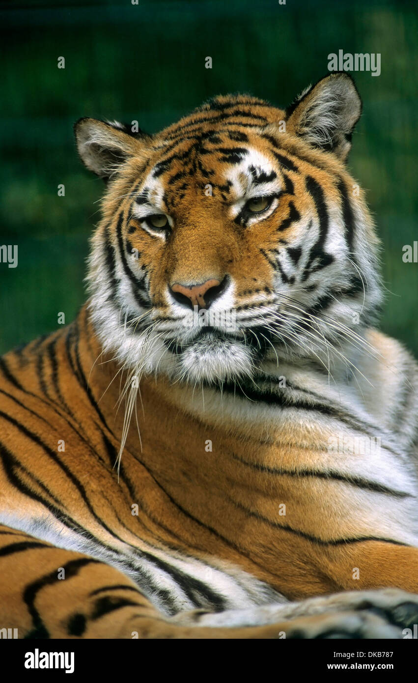 Bengal tiger (Panthera tigris tigris), Bengaltiger, Koenigstiger ...
