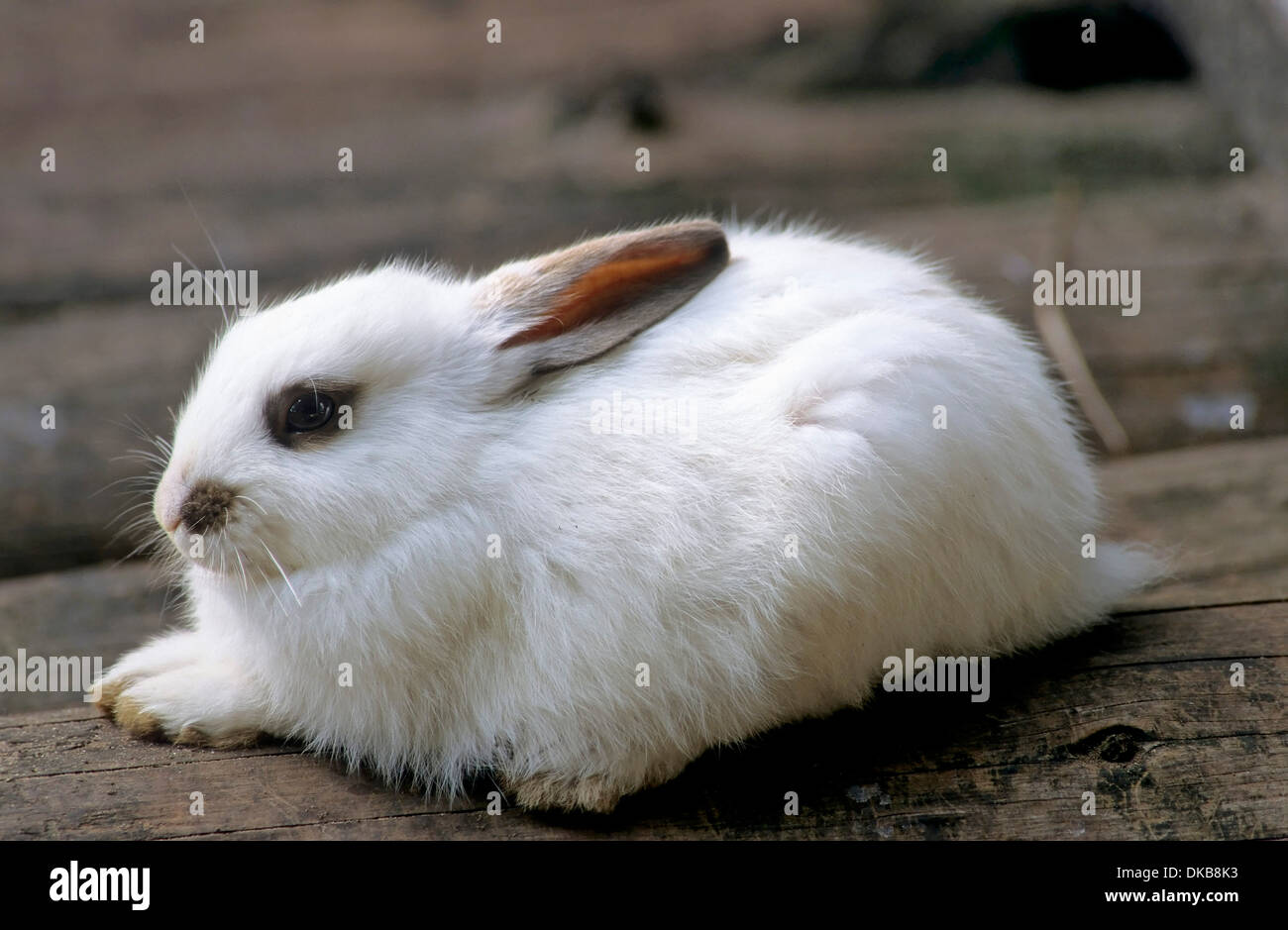 Zwergkaninchen (Brachylagus idahoensis), pygmy rabbit (Brachylagus idahoensis) Stock Photo