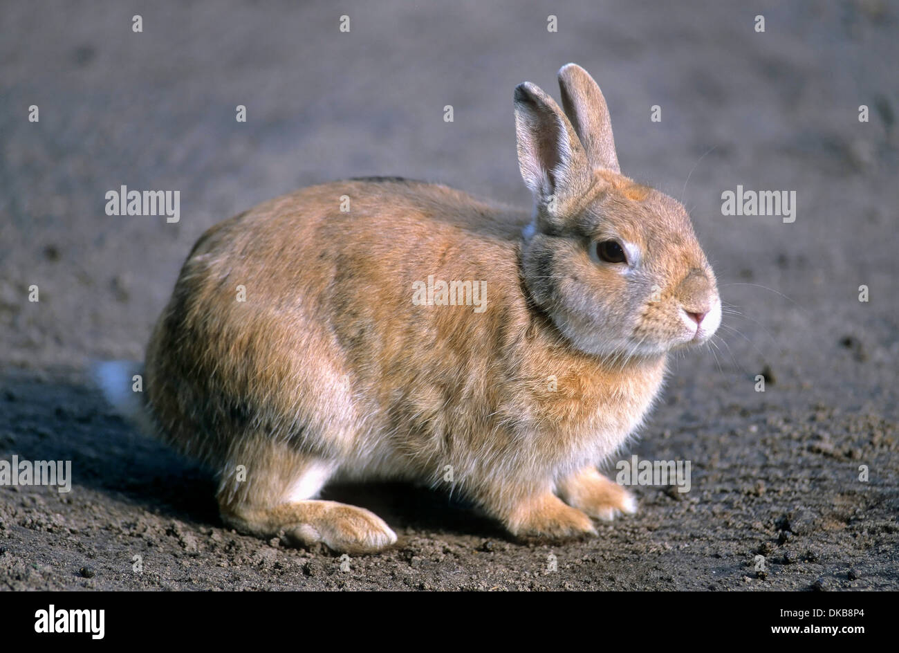 pygmy rabbit (Brachylagus idahoensis), Zwergkaninchen (Brachylagus idahoensis) Stock Photo