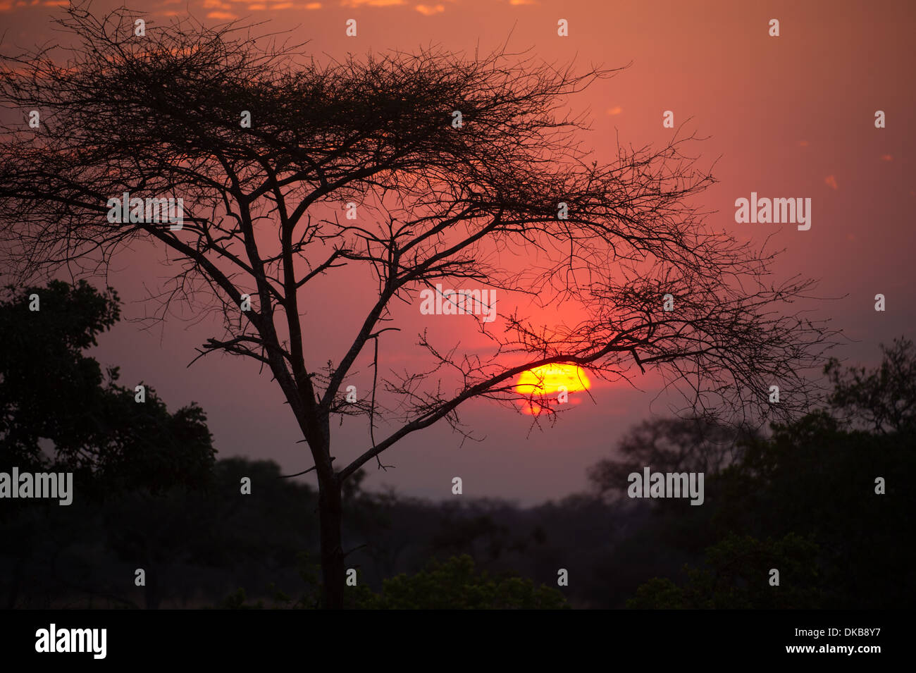 Acacia tree at sunset, Katavi National Park, Tanzania Stock Photo