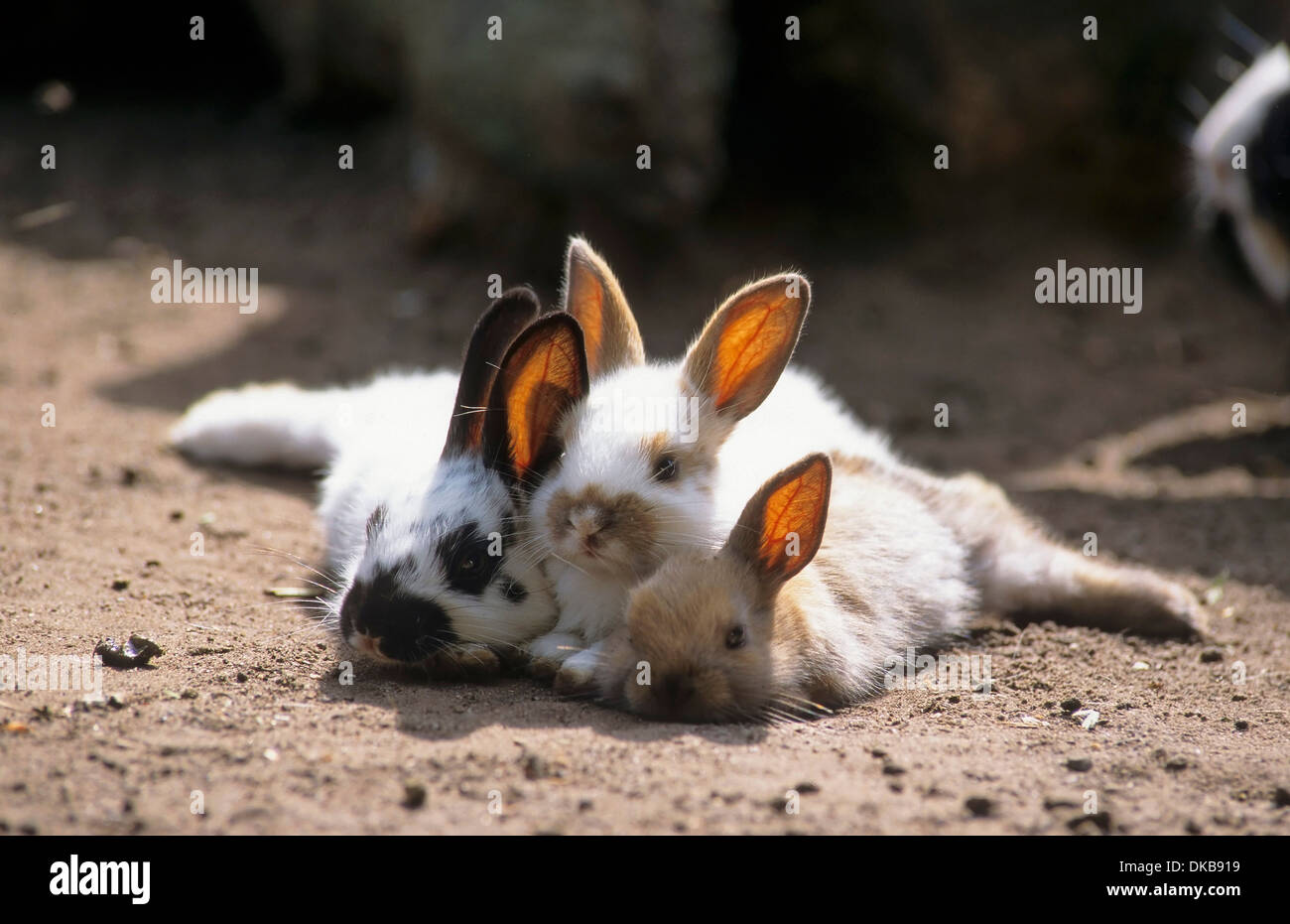 drei 3 Zwergkaninchen (Brachylagus idahoensis), pygmy rabbit (Brachylagus idahoensis) Stock Photo