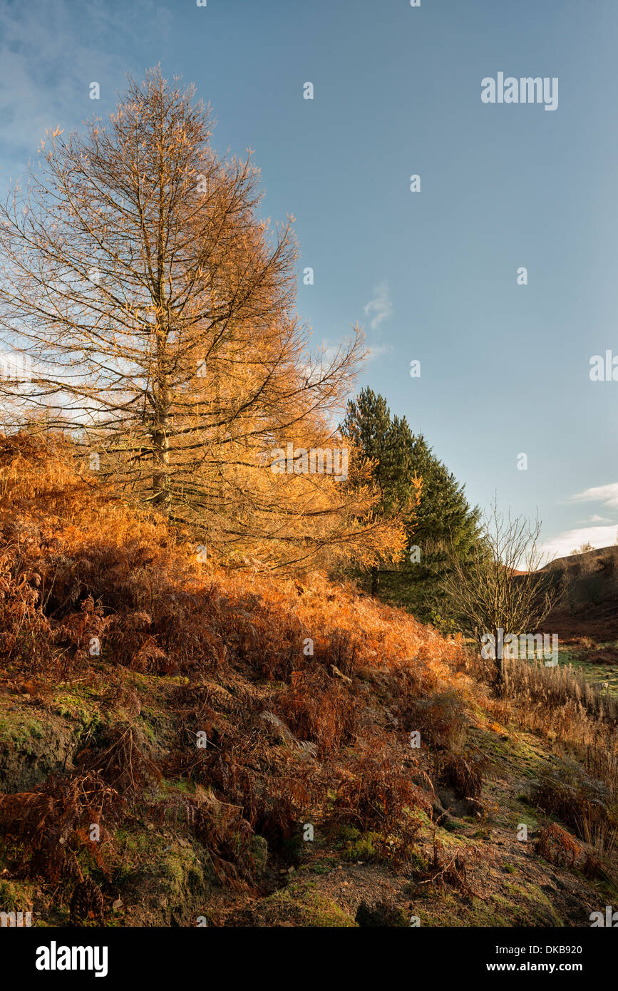 Pow Hill, Country Park, Stock Photo