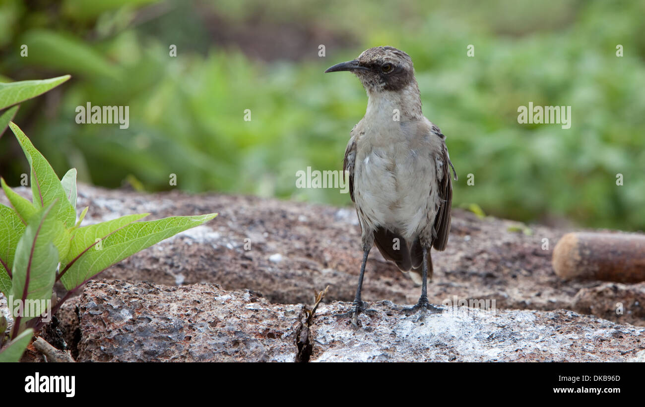 Galapagos Mockingbird [Nesomimus parvulus] animal Stock Photo