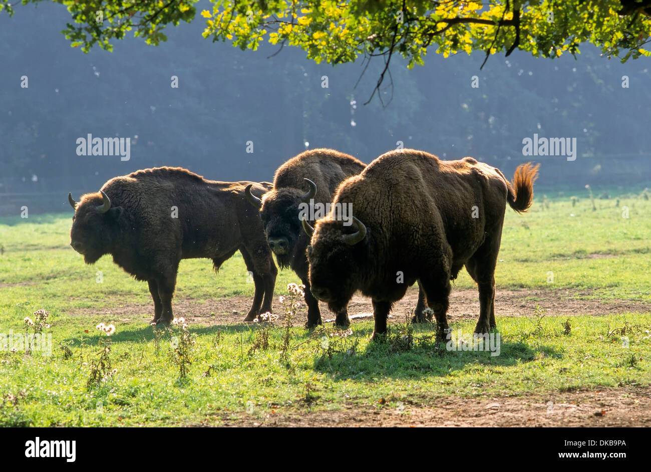 wisent or European bison (Bison bonasus) Saupark Springe Wildlife Park, Wisentkuh, Wisent oder Europaeischer Bison Stock Photo