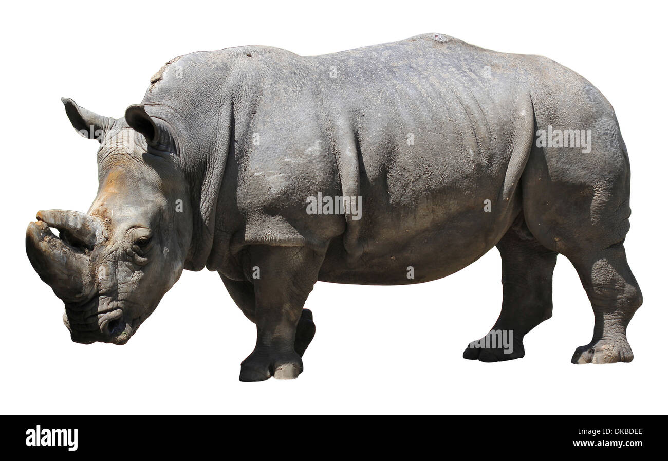 Rhino isolated on white background Stock Photo Alamy