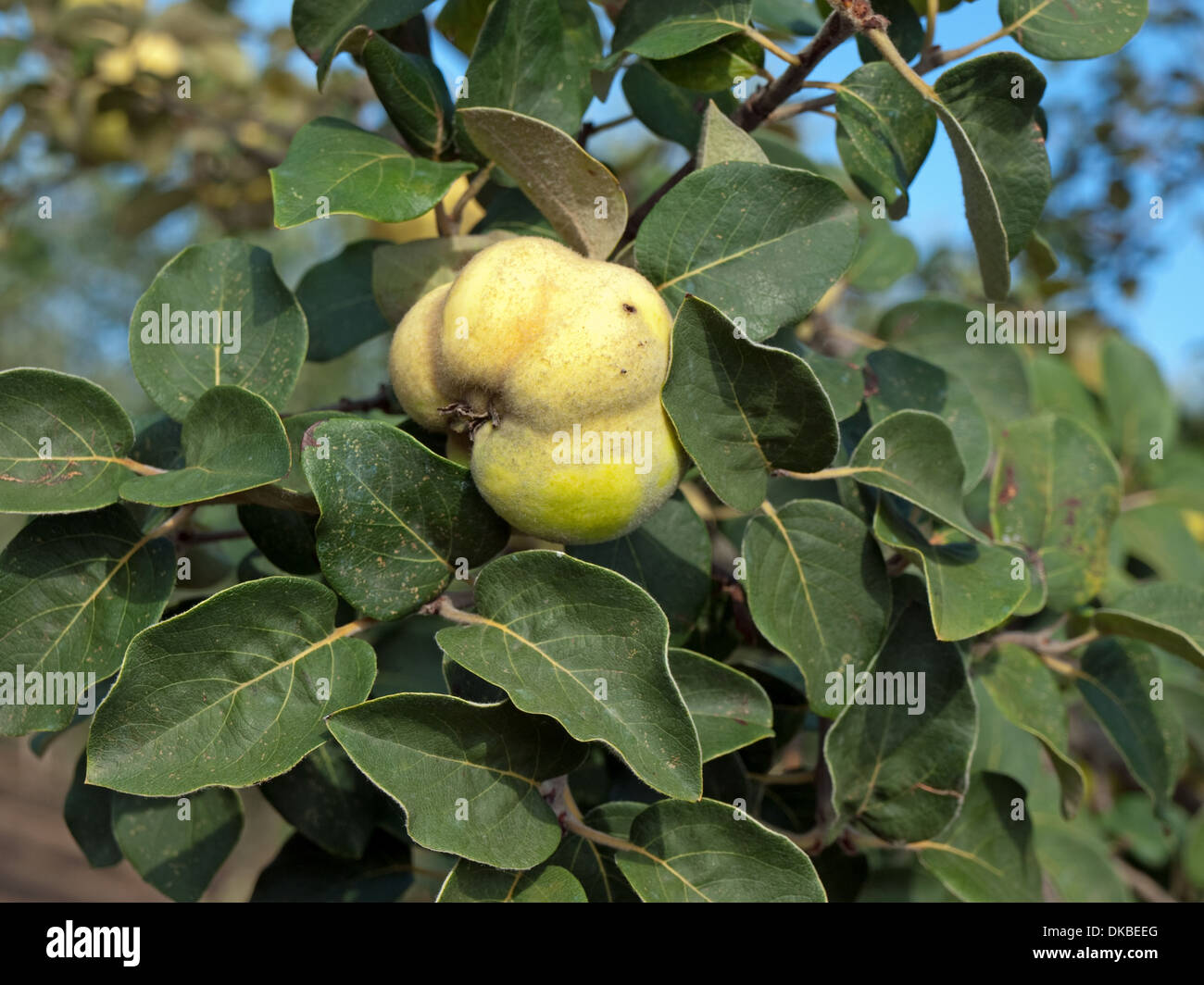 Quince with green leaves hi-res stock photography and images - Alamy