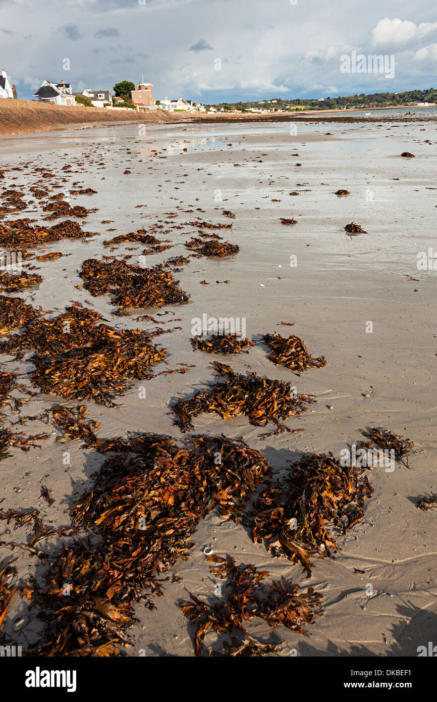 Beach and coastline, La Rocque, Jersey, Channel Islands, UK Stock Photo