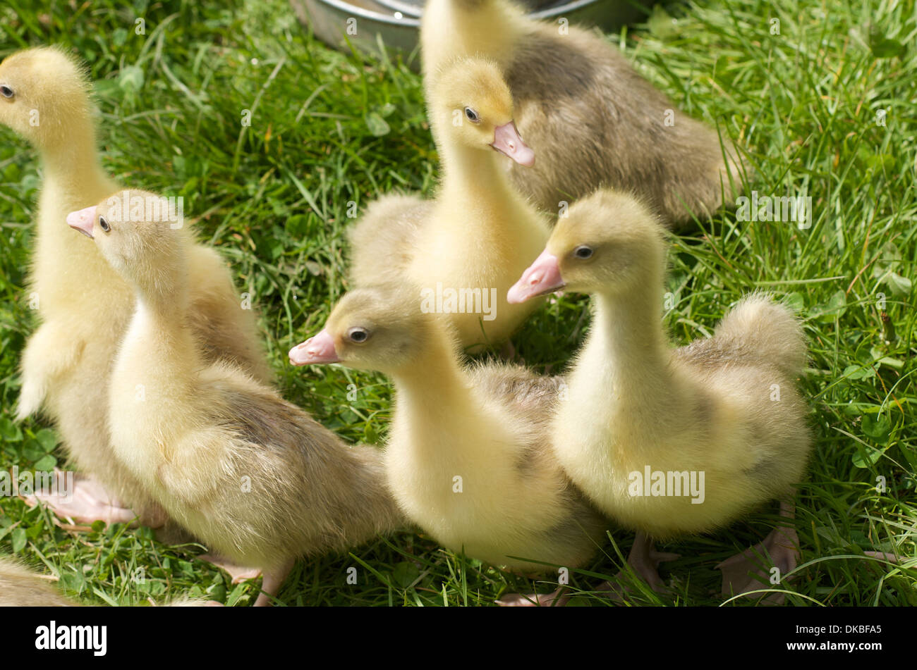 Goslings on a farm, Herefordshire, UK Stock Photo