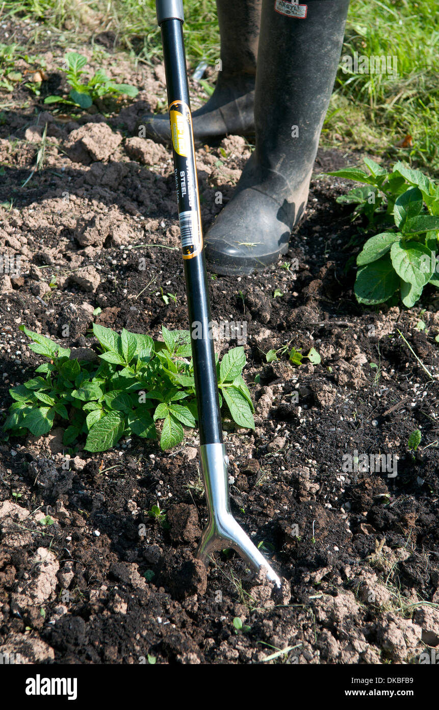 Using a hoe in a garden, UK Stock Photo