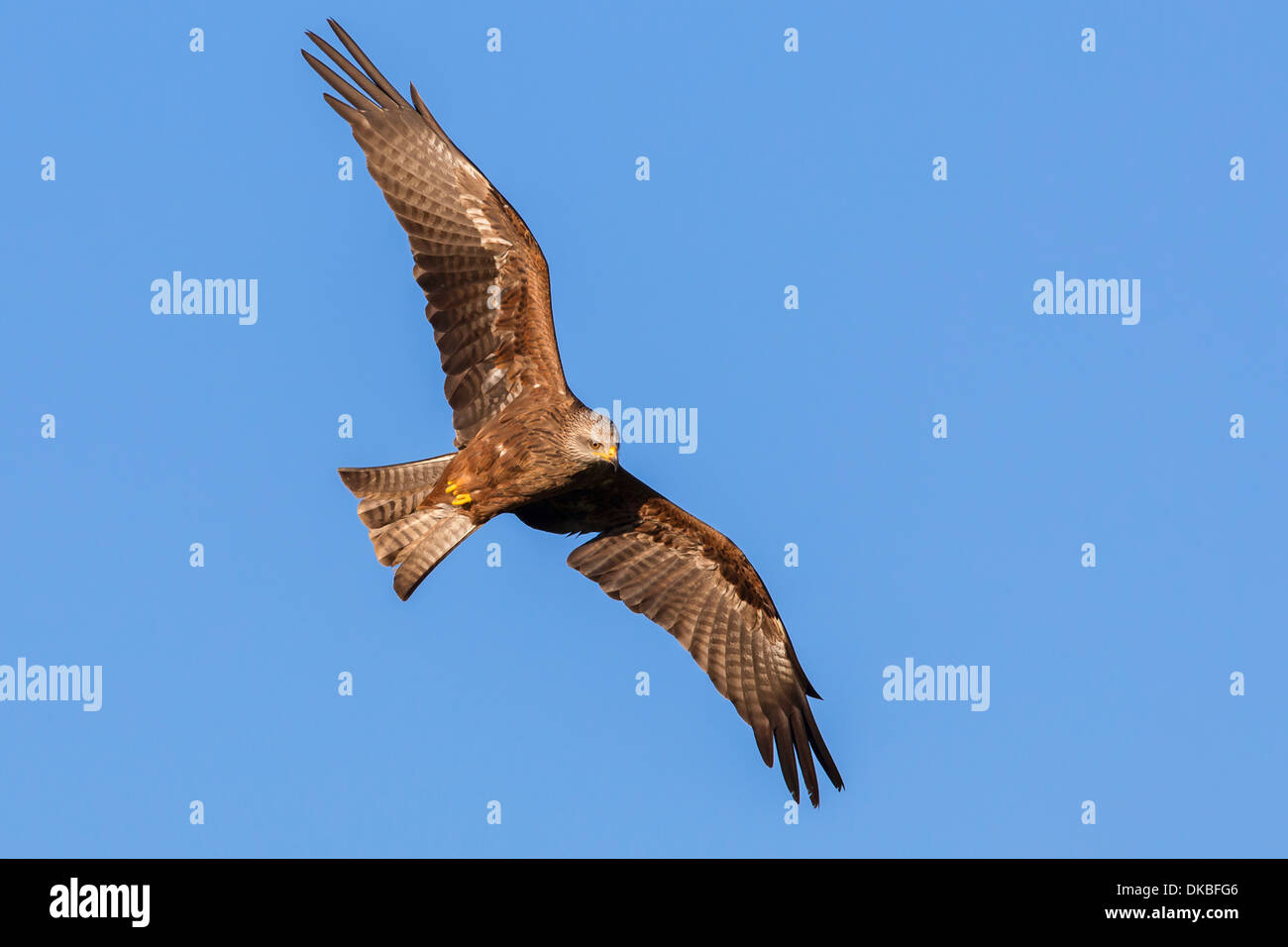 Black kite bird in flight hires stock photography and images Alamy