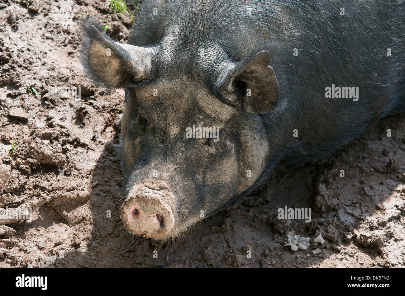Berkshire pig, UK Stock Photo