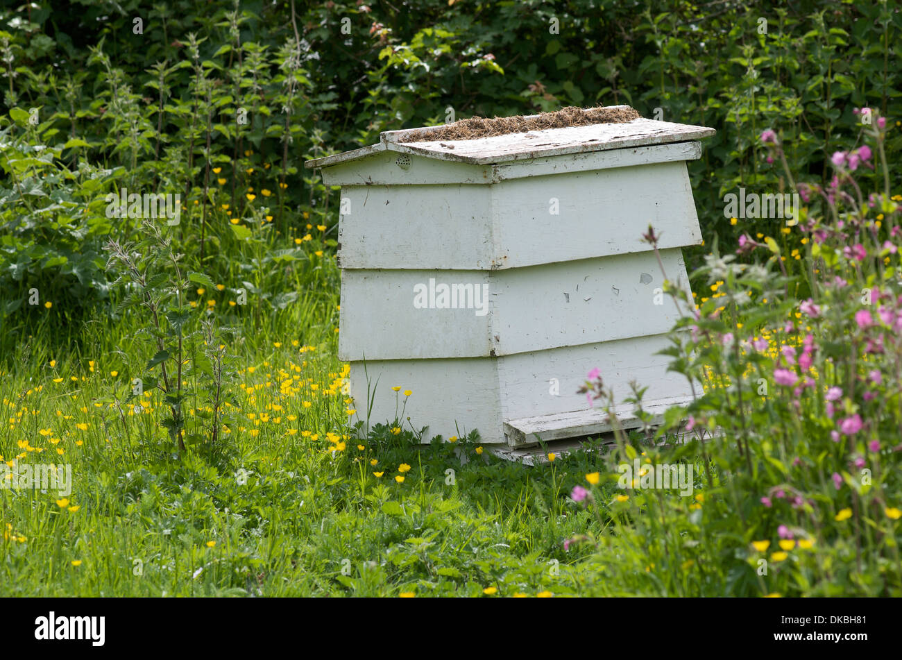 A wooden beehive, UK Stock Photo