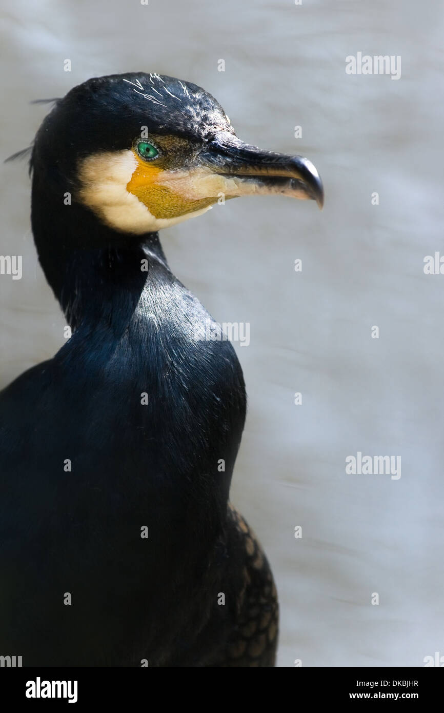 Great cormorant or Phalacrocorax carbo at the waterside Stock Photo