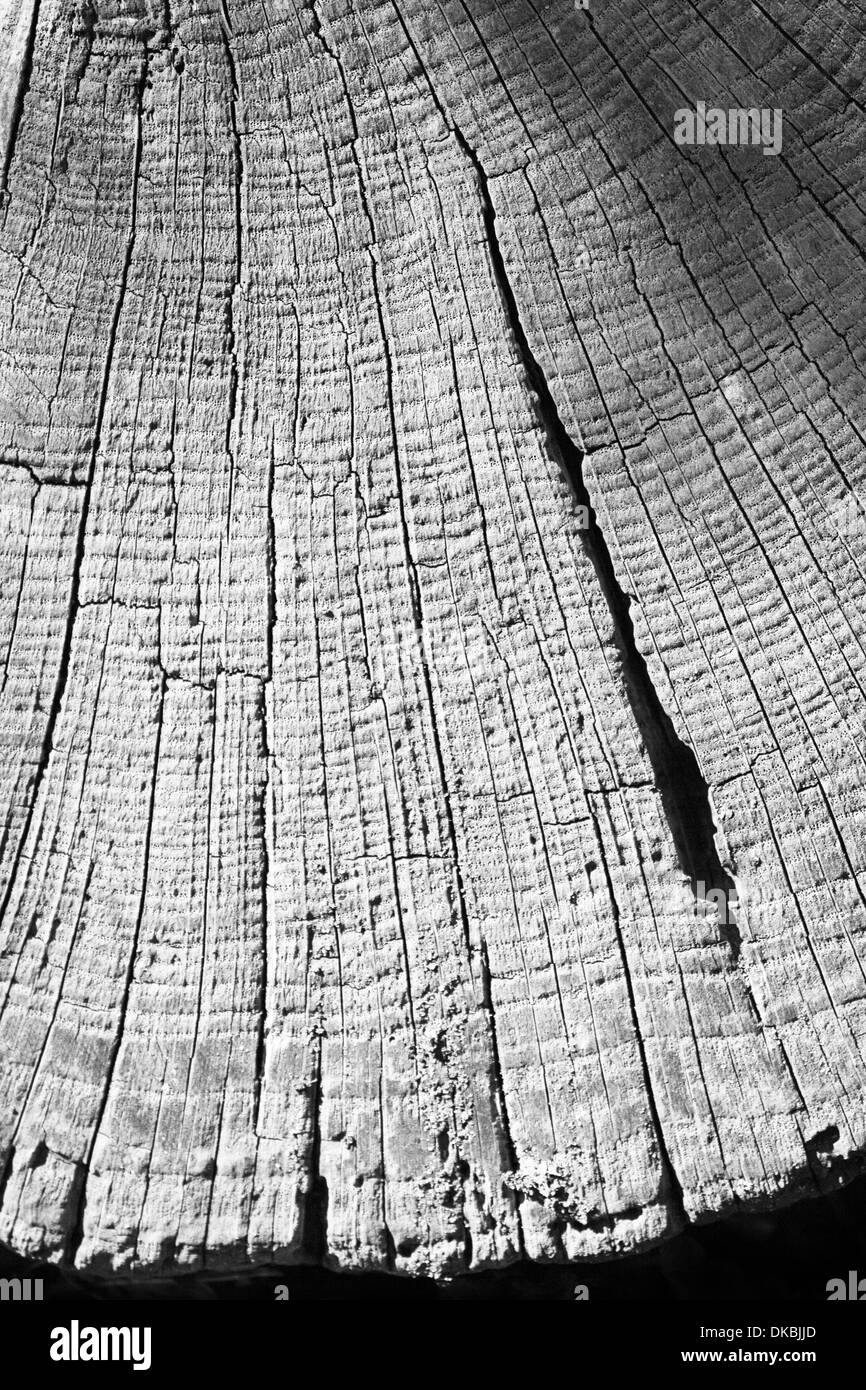 Abstract background wood tree trunk in black and white with annual rings Stock Photo