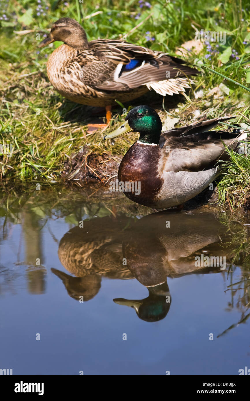 Couple of Mallards or Wild ducks at the waterside - vertical with reflection Stock Photo