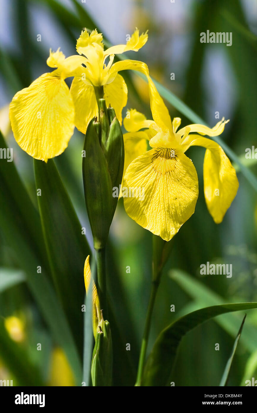 Yellow Iris, Yellow Flag or Iris pseudacorus at the waterside in summer Stock Photo