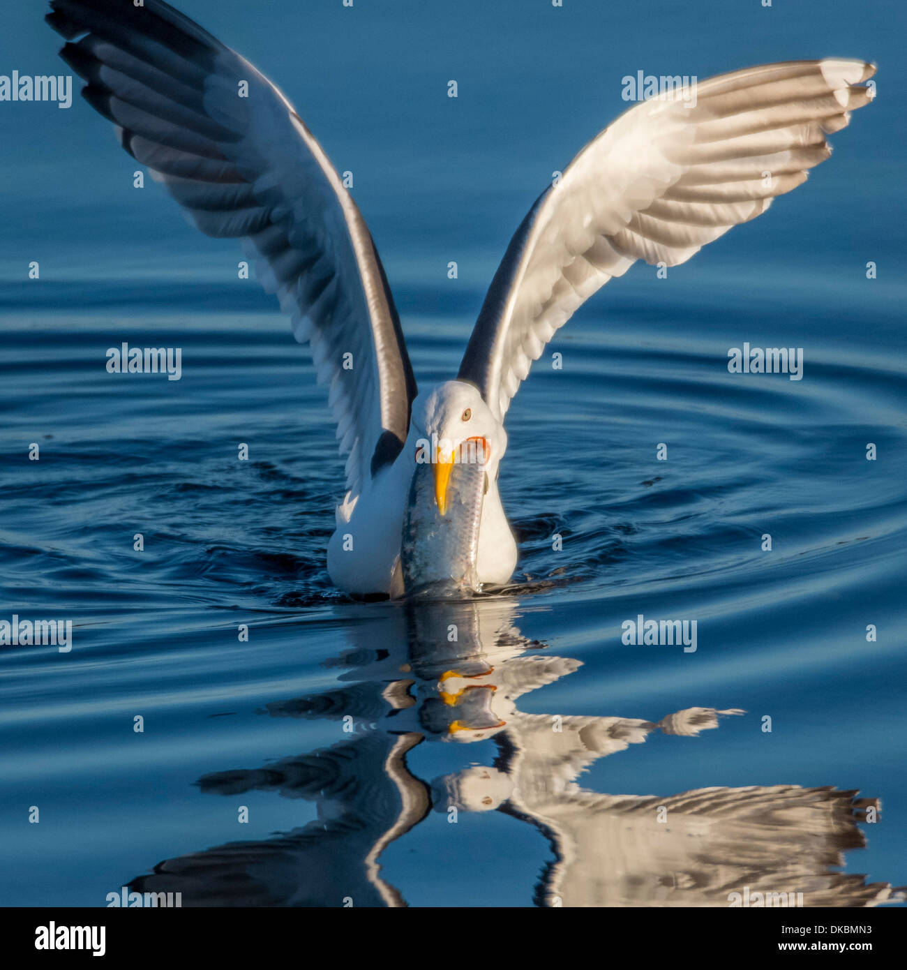 Great Black Backed  Seagull with herring, Iceland Stock Photo