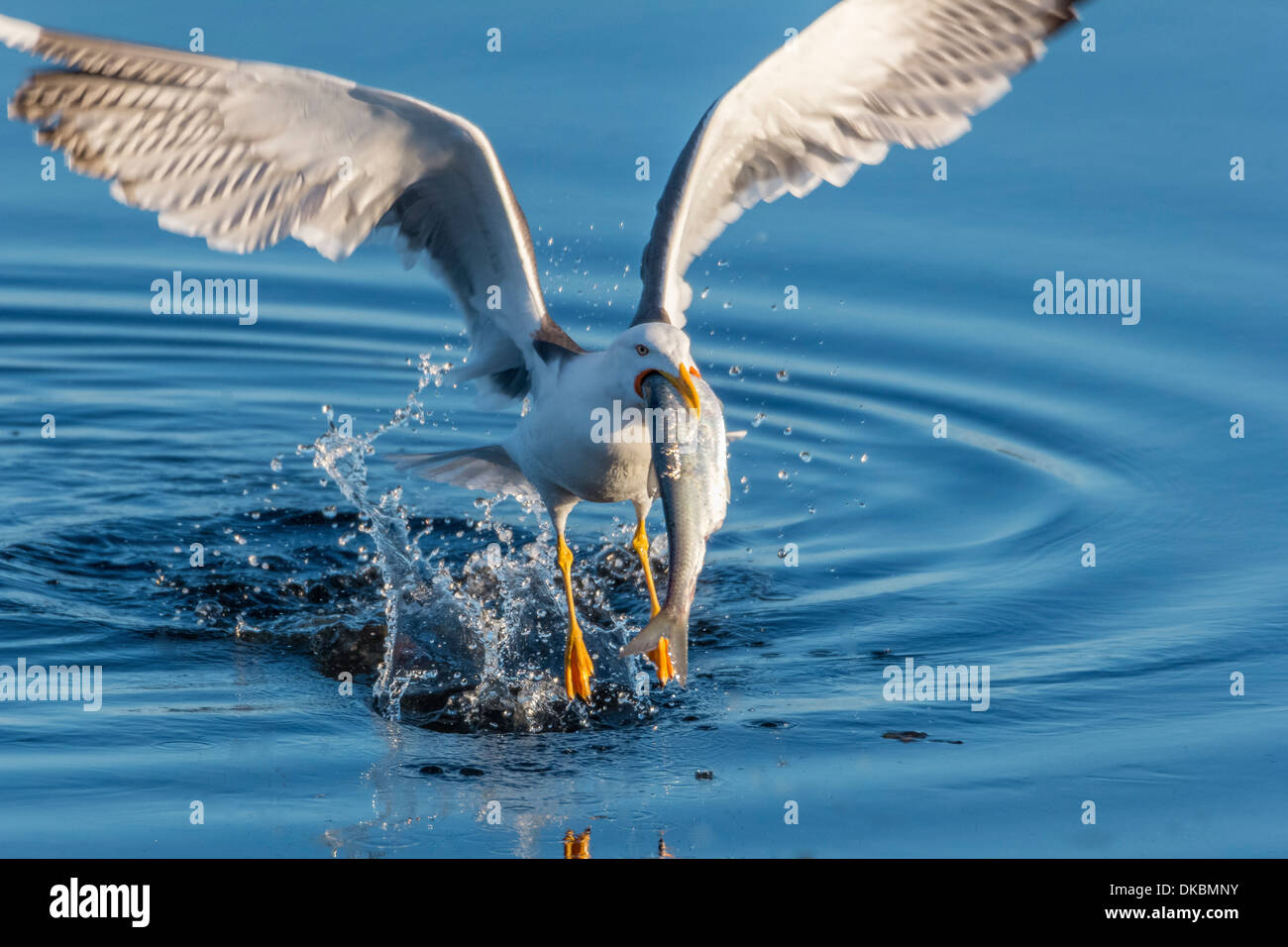 Great Black Backed  Seagull with herring, Iceland Stock Photo