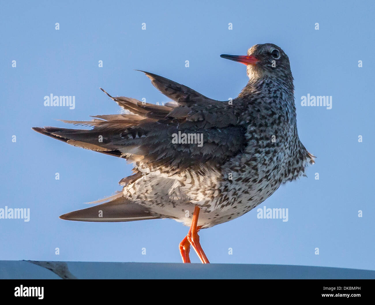 Redshank (Tringa totanus), Flatey Island, Breidafjordur, Iceland Stock Photo