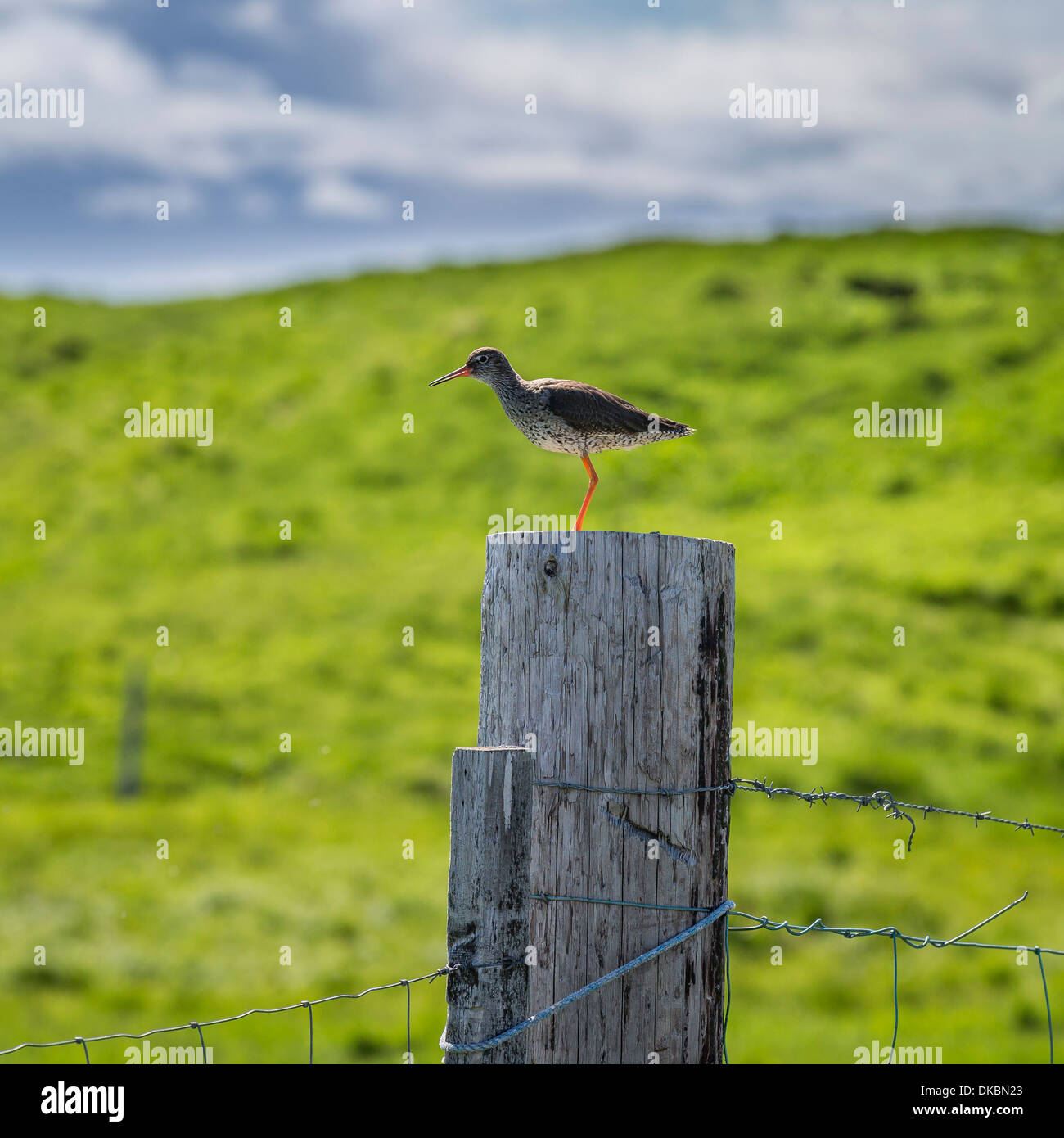 Redshank (Tringa totanus), Flatey Island, Breidafjordur, Iceland Stock Photo