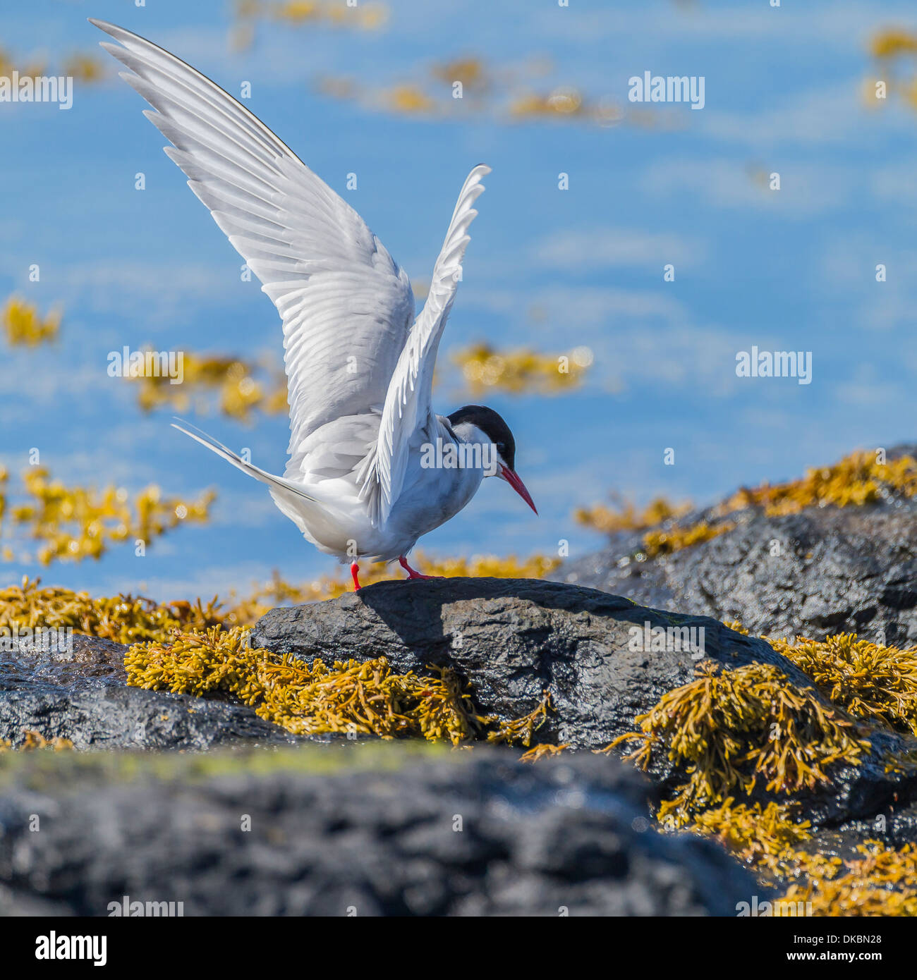 Arctic Tern (Sterna paradisaea), Flatey Island, Breidafjordur, Iceland Stock Photo