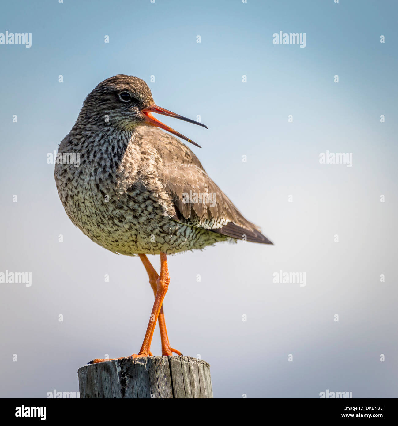 Redshank (Tringa totanus), Flatey Island, Breidafjordur, Iceland Stock Photo