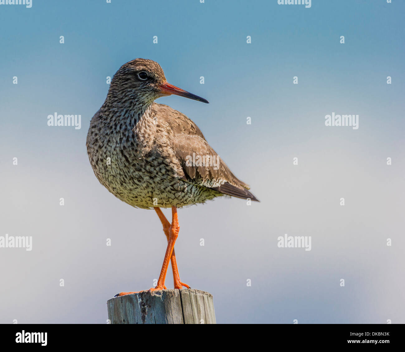 Redshank (Tringa totanus), Flatey Island, Breidafjordur, Iceland Stock Photo