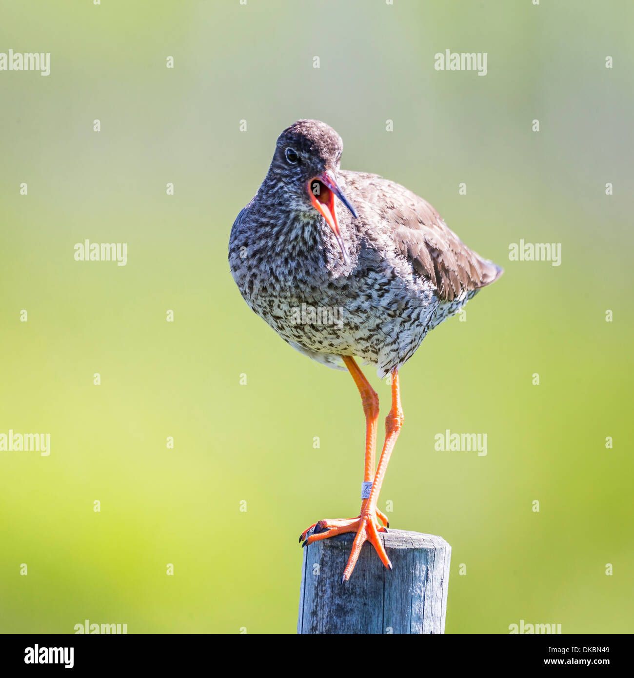 Redshank (Tringa totanus), Flatey Island, Breidafjordur, Iceland Stock Photo