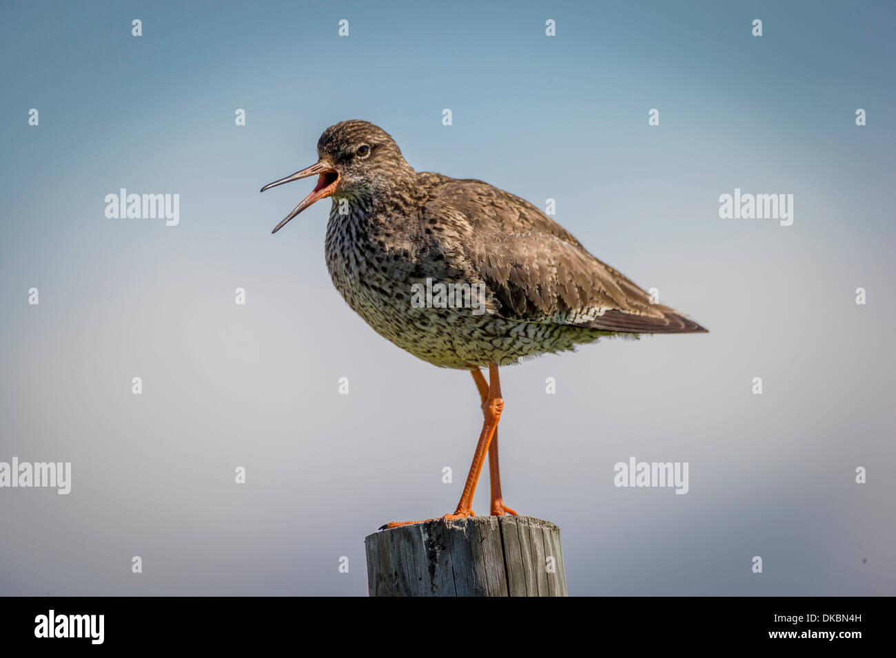 Redshank (Tringa totanus), Flatey Island, Breidafjordur, Iceland Stock Photo