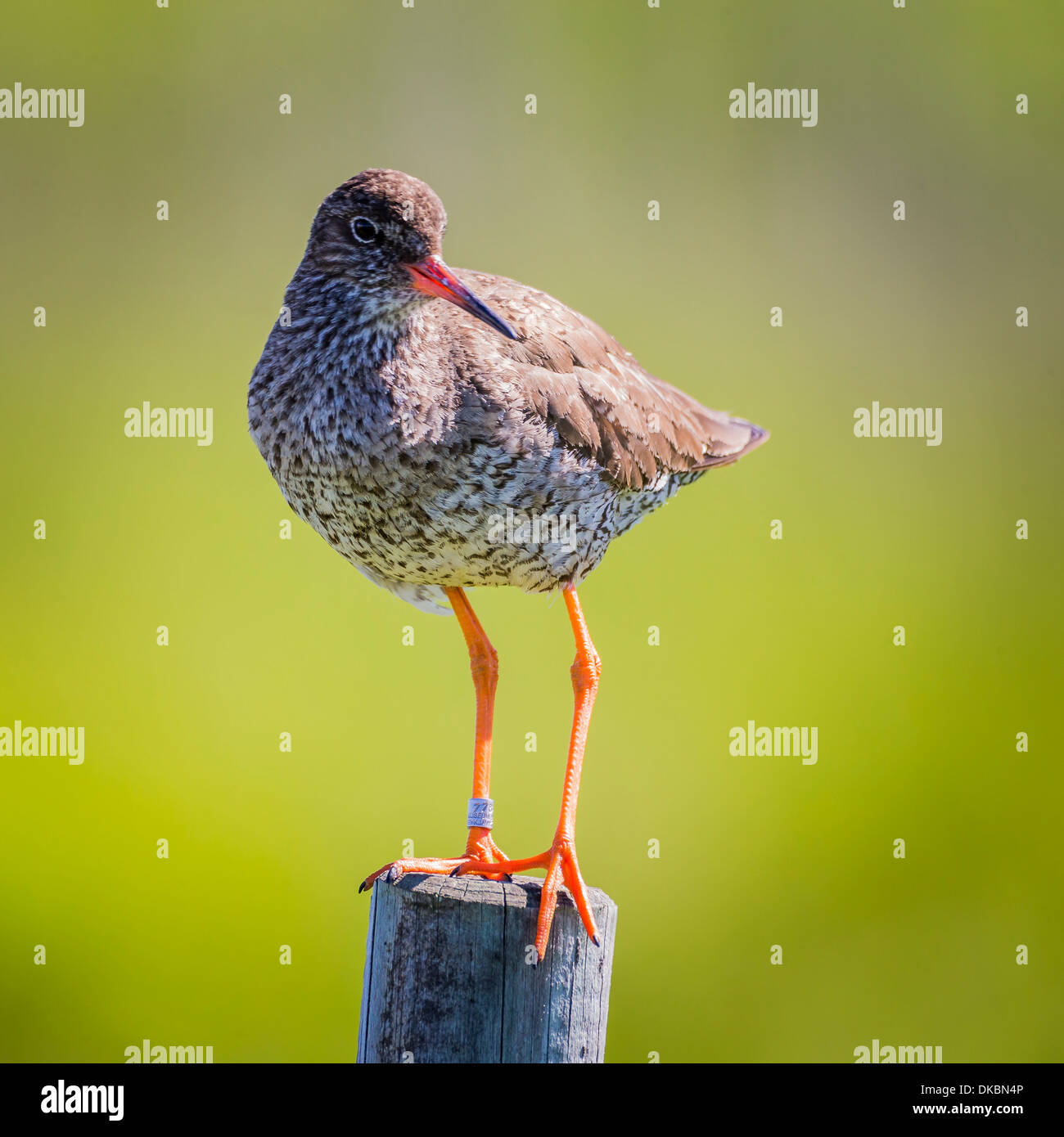 Redshank (Tringa totanus), Flatey Island, Breidafjordur, Iceland Stock Photo