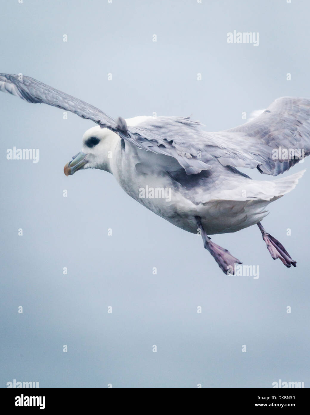 Fulmar in the air. Northern Fulmar, Fulmarus glacialis. Stock Photo