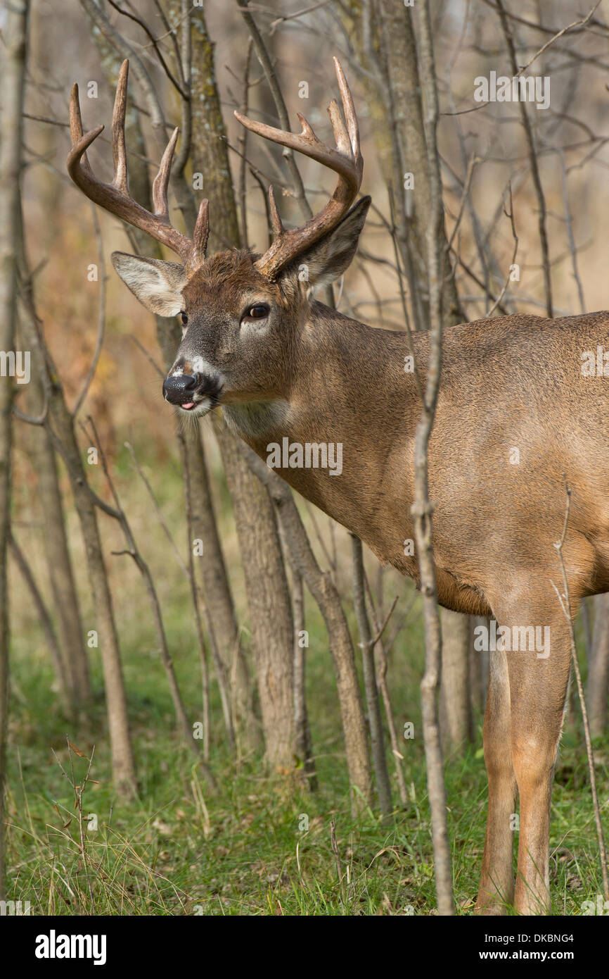 A mature wild Whitetail Buck in Mid November during the rut Stock Photo