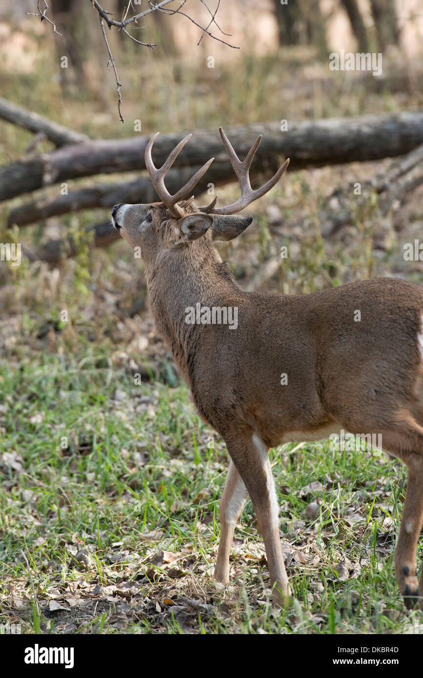 Whitetail Buck during the Rut in Minnesota Stock Photo Alamy