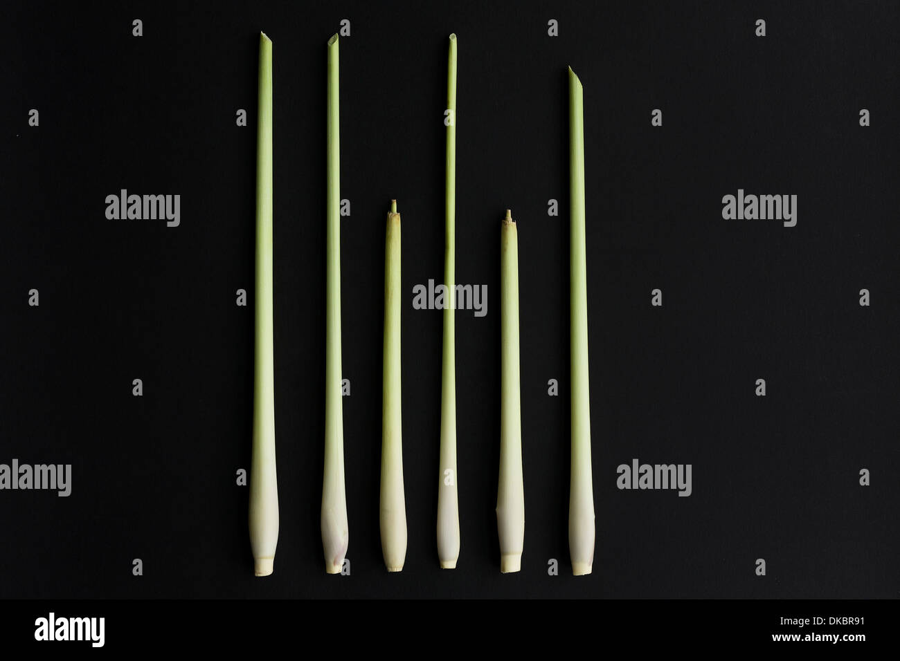 7, Seven pieces of Lemongrass in a line, differing heights, representing members of a team. Stock Photo