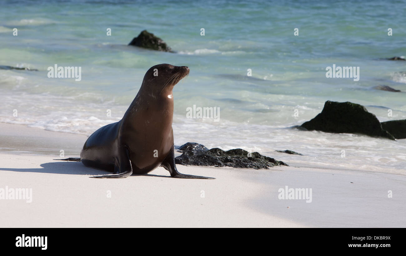 Galapagos Sea Lion on beach Stock Photo