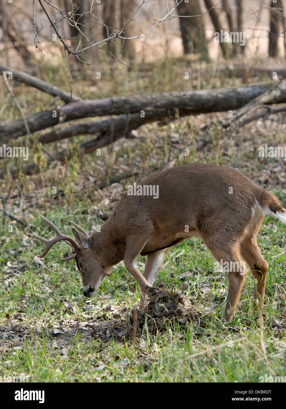 Whitetail Buck during the Rut in Minnesota Stock Photo Alamy