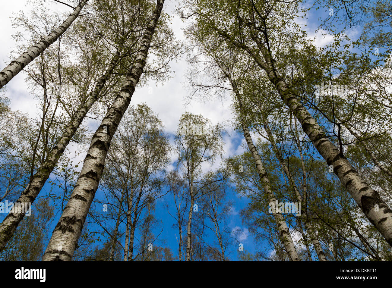 worm's-eye-view of a birch forest. Stock Photo