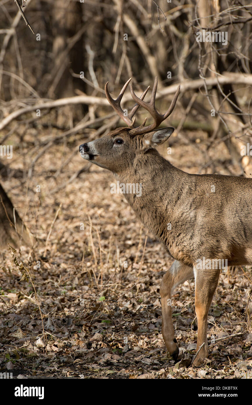 Deer Rut Minnesota Whitetail Buck during the Rut in Minnesota Stock Photo - Alamy