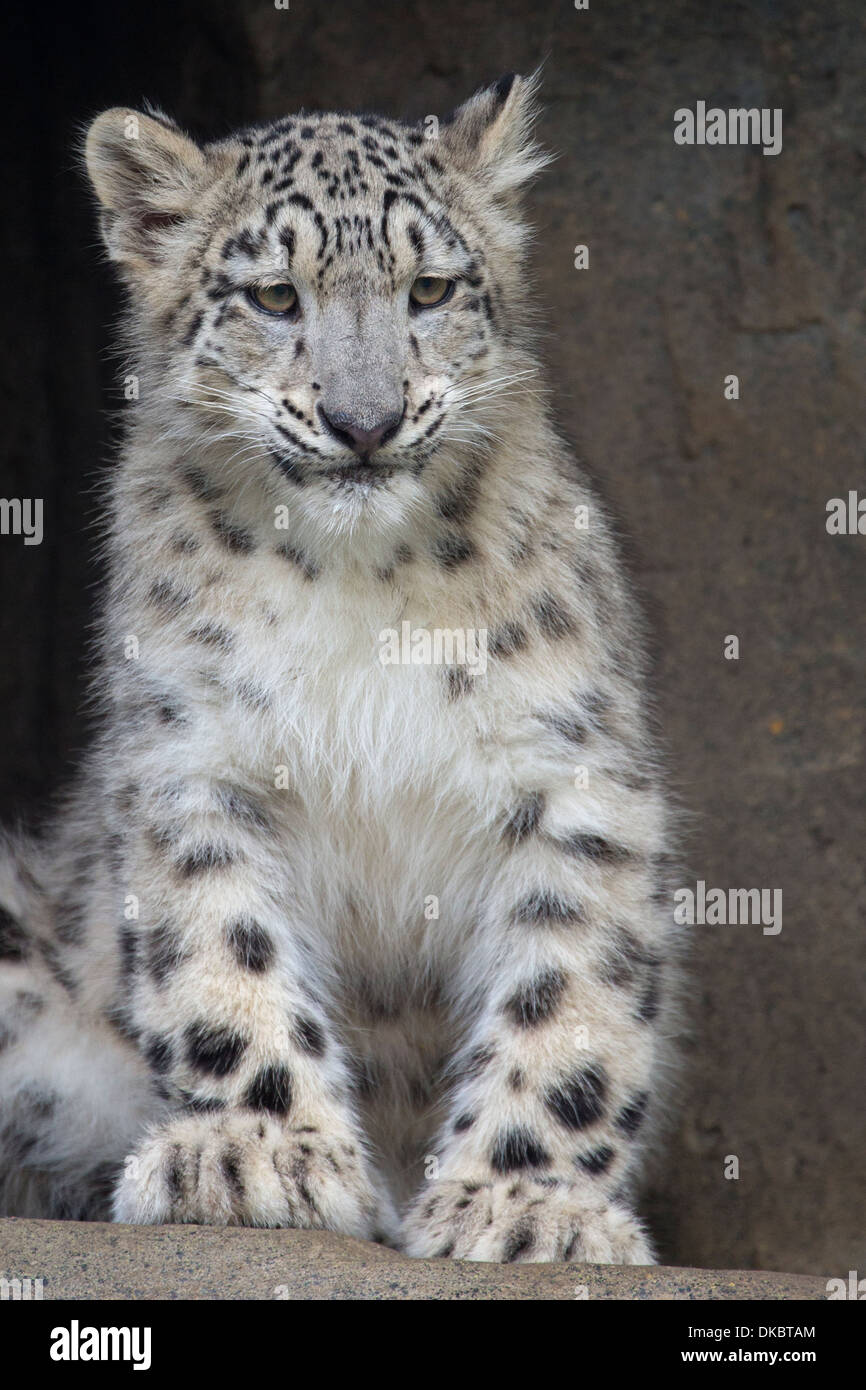 Snow Leopard cub, 5,5 months old. Stock Photo