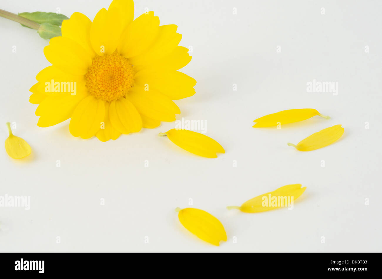 Yellow daisy Flower and petals on white background Stock Photo Alamy