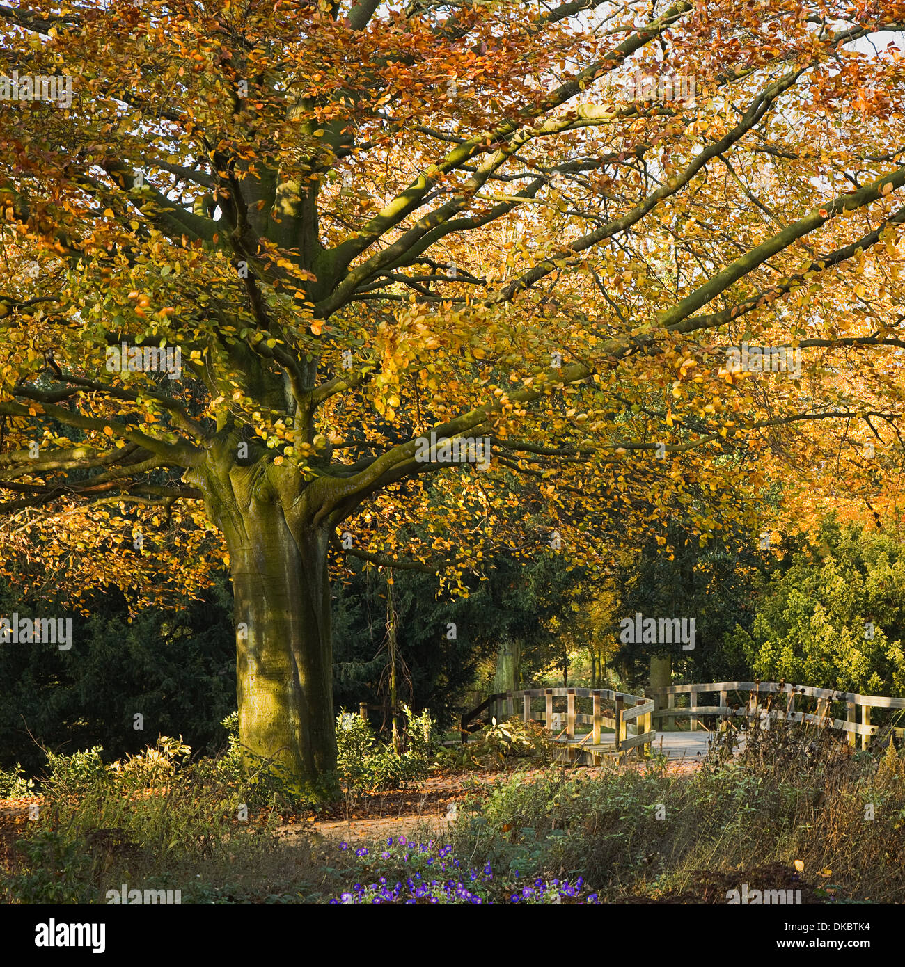 Beech tree, bridge, flowers and fallen leaves in park in autumn Stock Photo