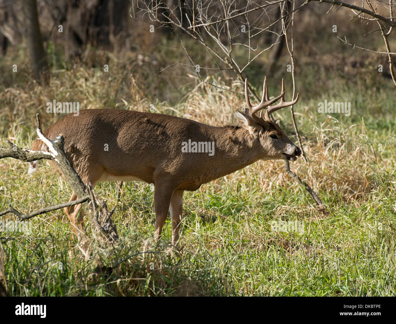 Whitetail Buck during the Rut in Minnesota Stock Photo Alamy